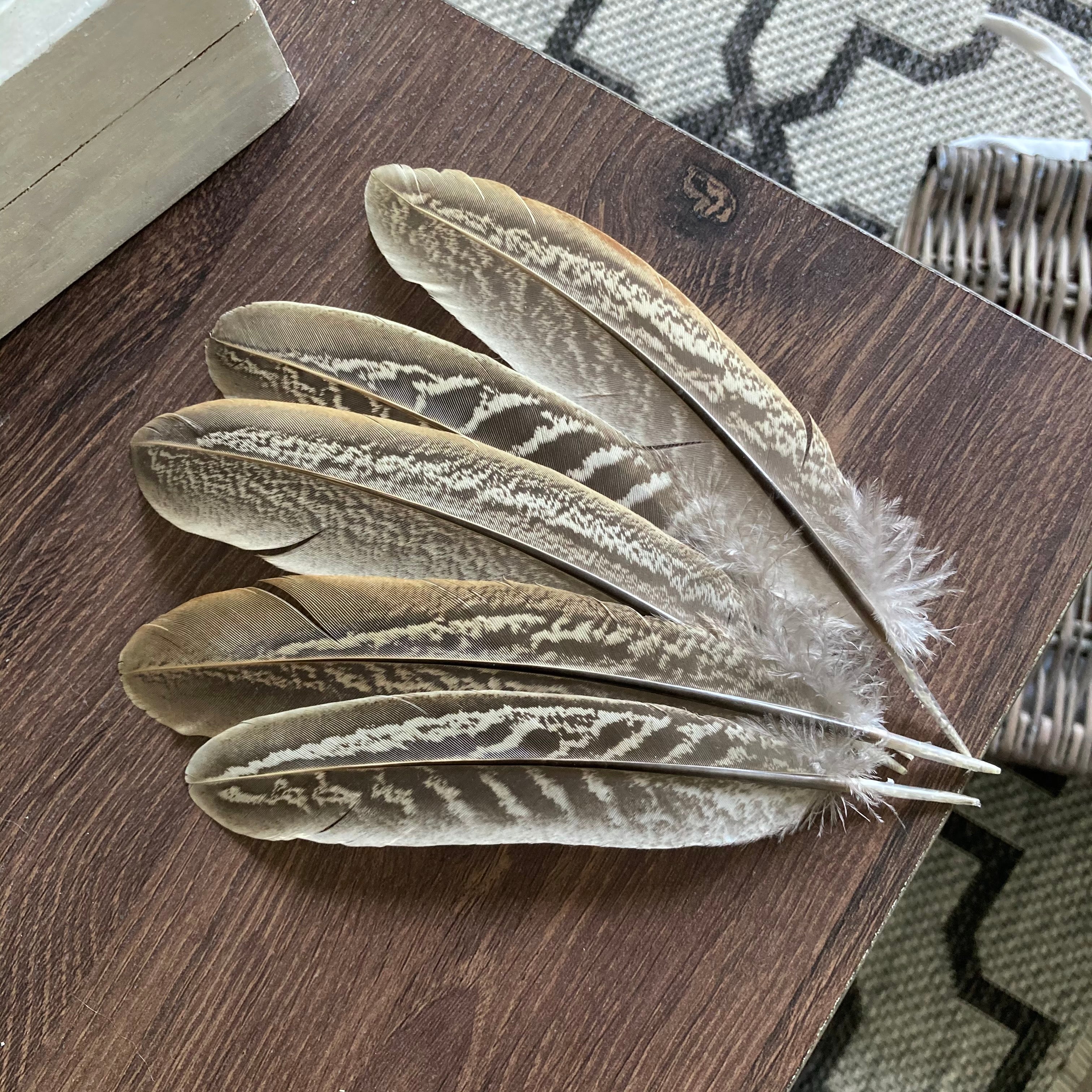 Gold Feathers  Ostrich, Pheasant, Turkey, and More