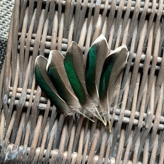 Teal Duck Feathers, Emerald Green, 7 Centimetres. 