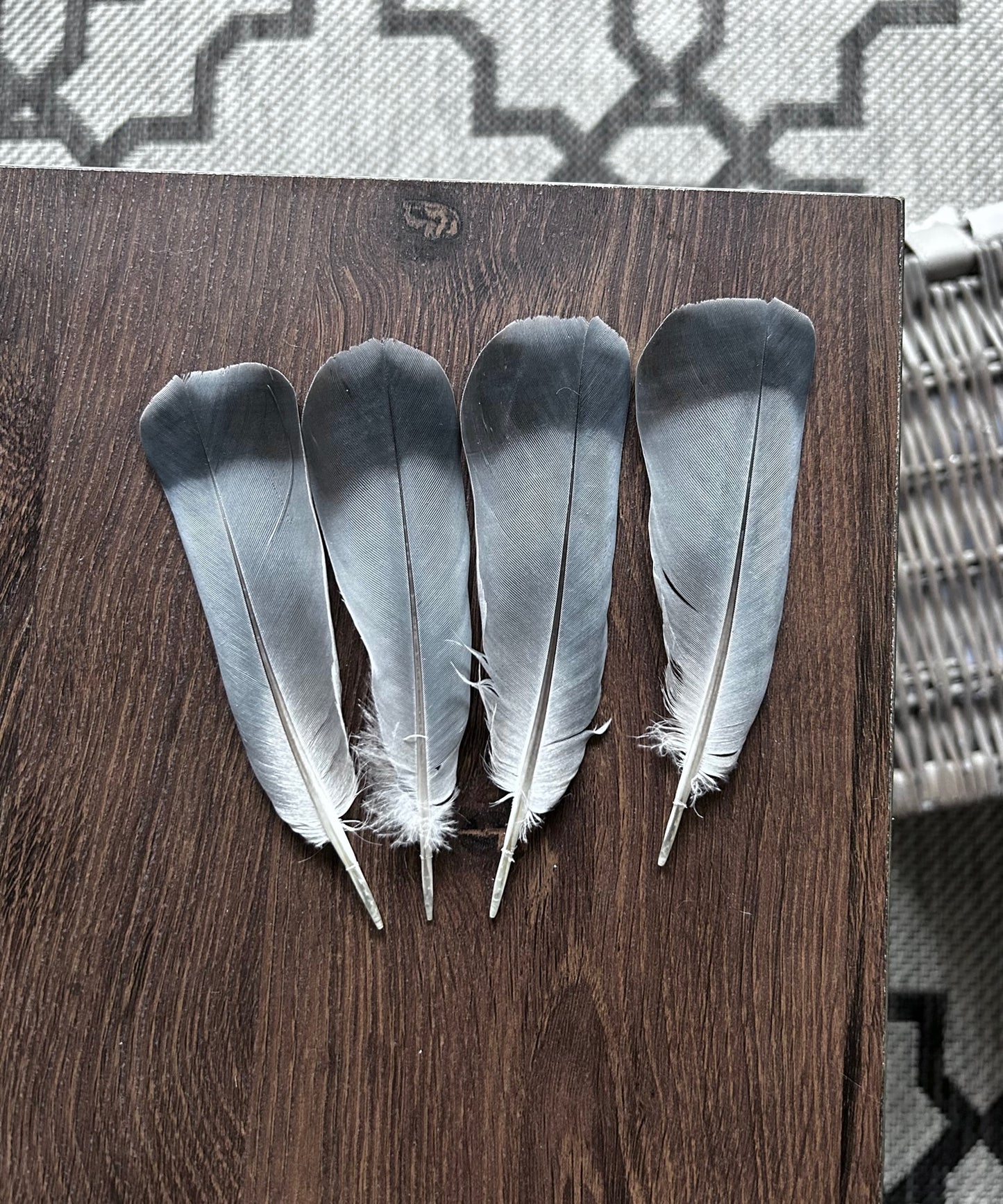 Homing Pigeon Tail Feathers