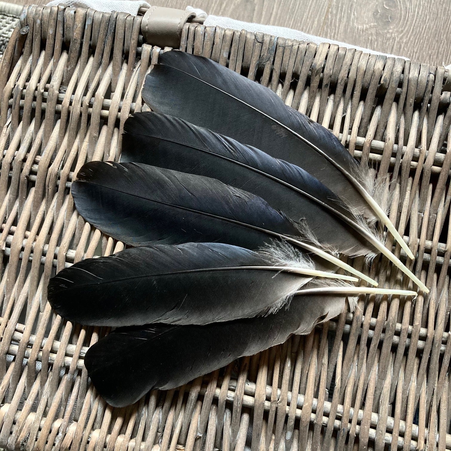 The Feather Shop | Black Crow Feathers | UK Suppliers