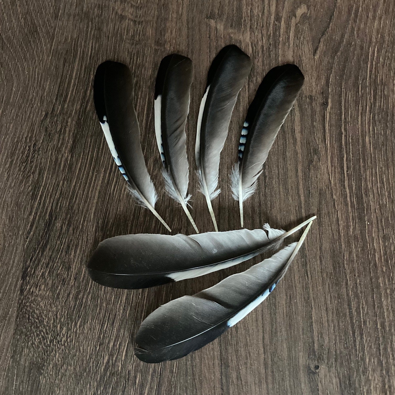 Large feathers clearance to buy