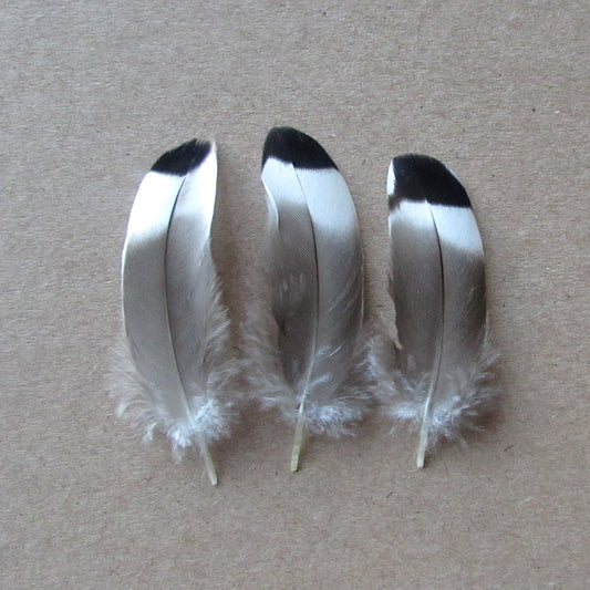 Small Mallard Duck Feathers